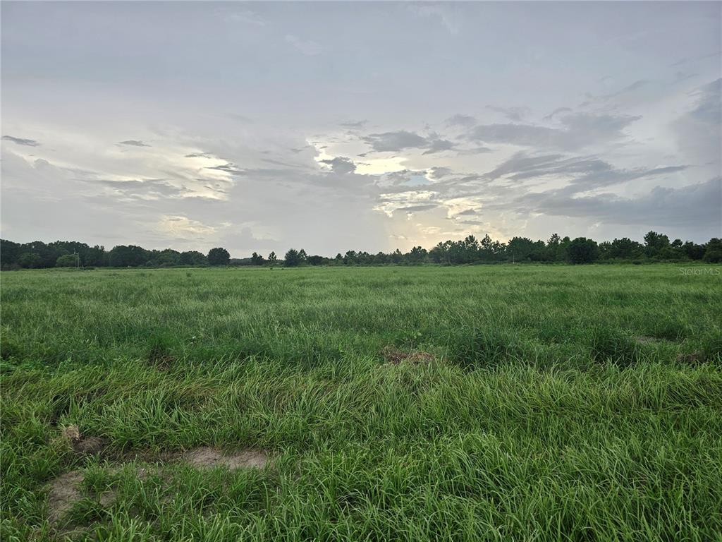 a view of a big yard with plants and large tree