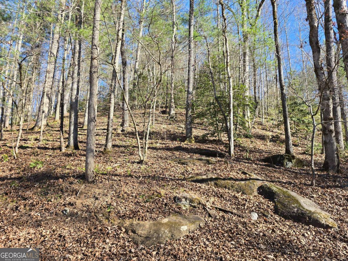 a view of a bunch of trees