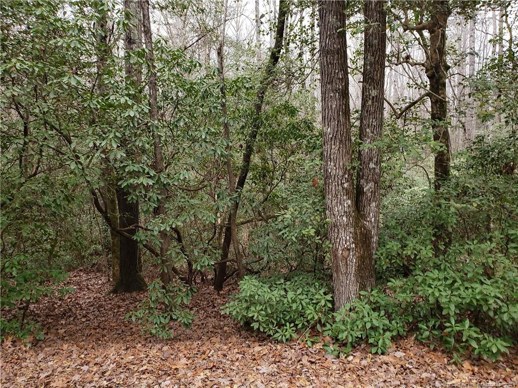 a view of a forest with trees in front of it