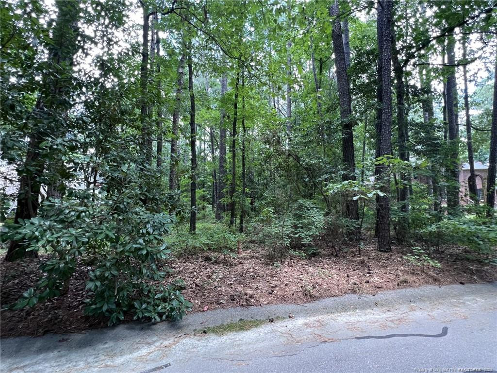 a view of a forest with trees