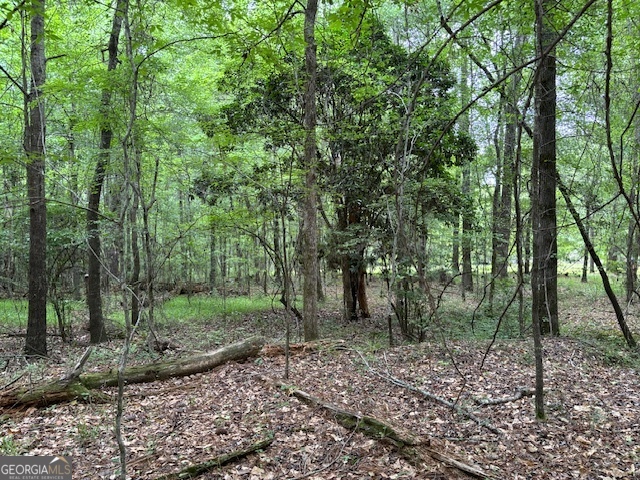 a view of a forest with trees in the background