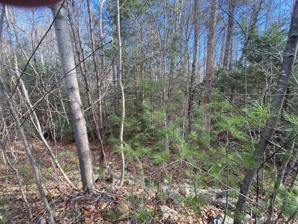 a view of a forest