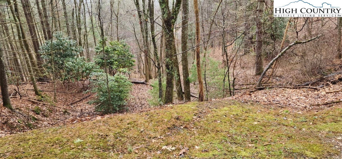 a view of a yard with trees