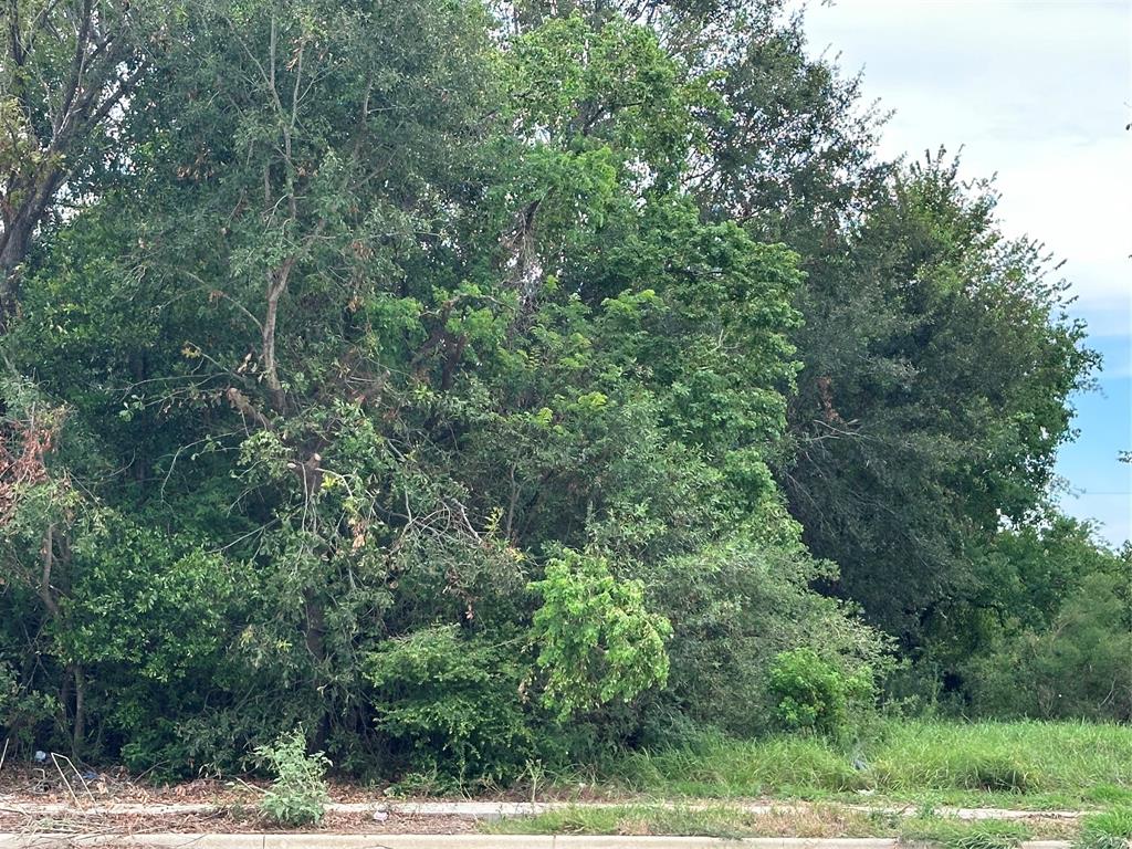 a view of a forest with lush green forest