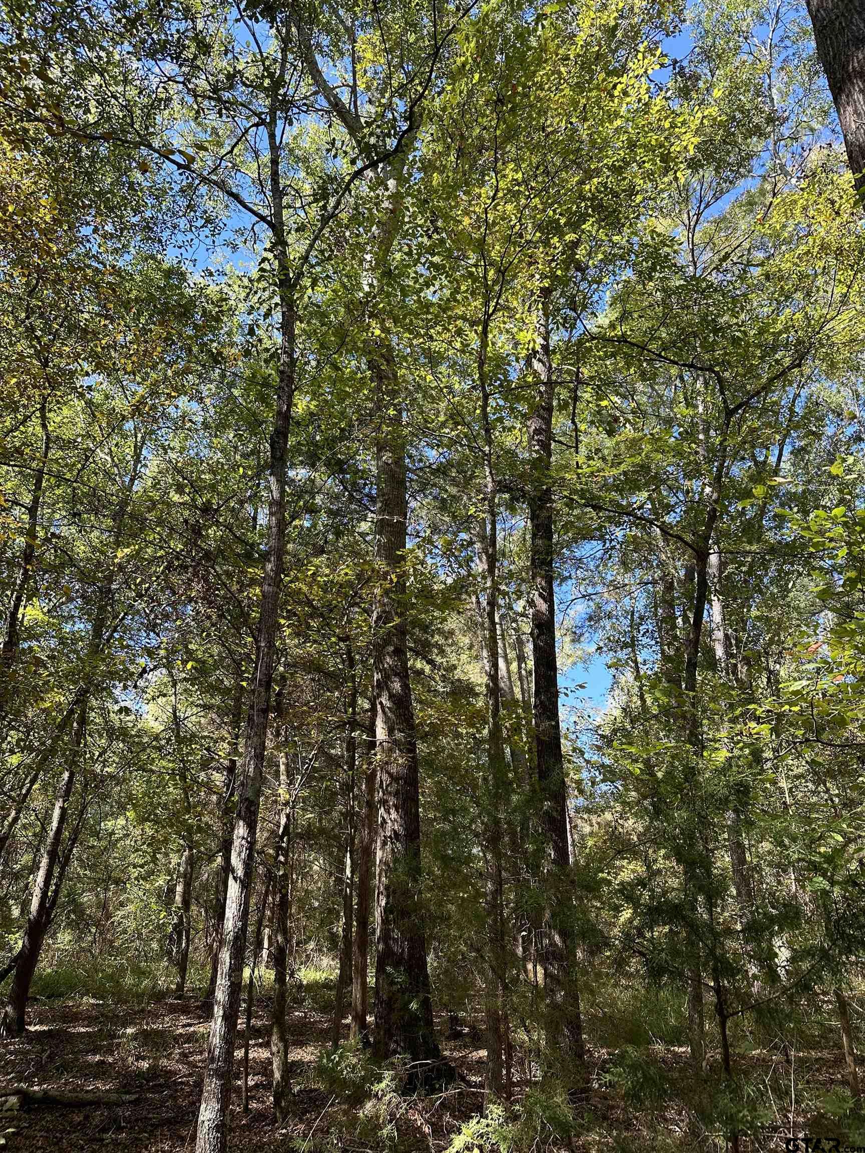 a close up of a tree