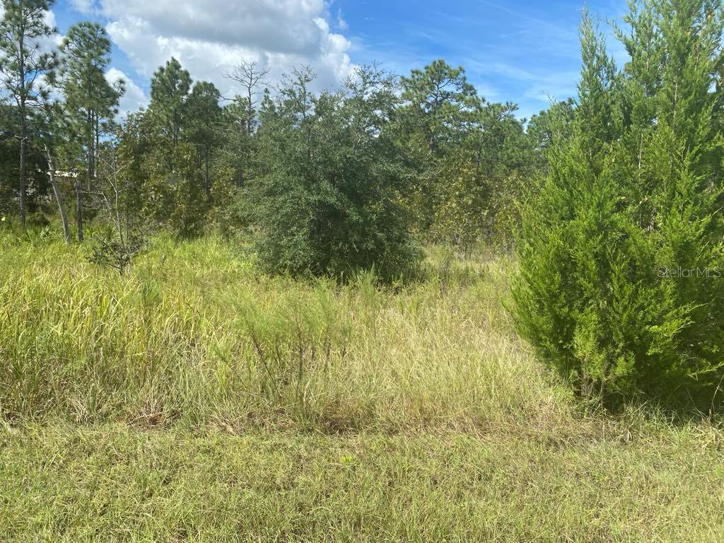 a view of a bunch of trees and bushes