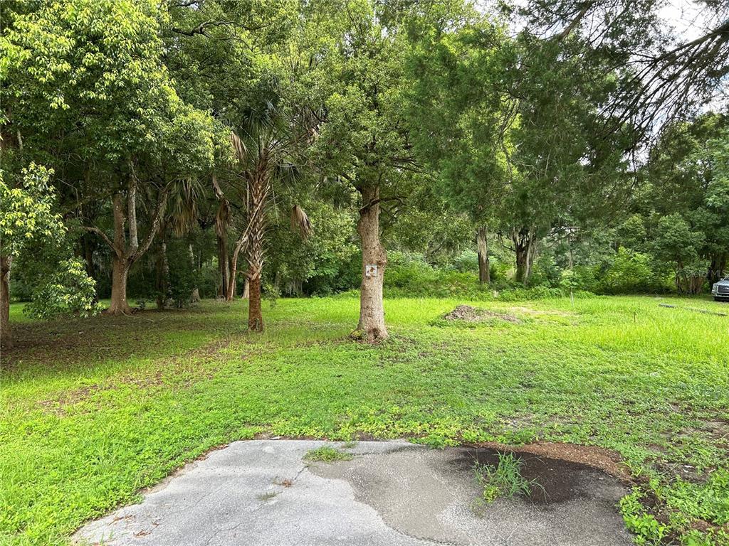 a view of a trees with a yard