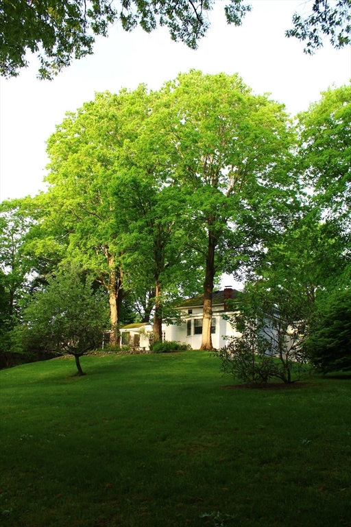 a garden view with a trees