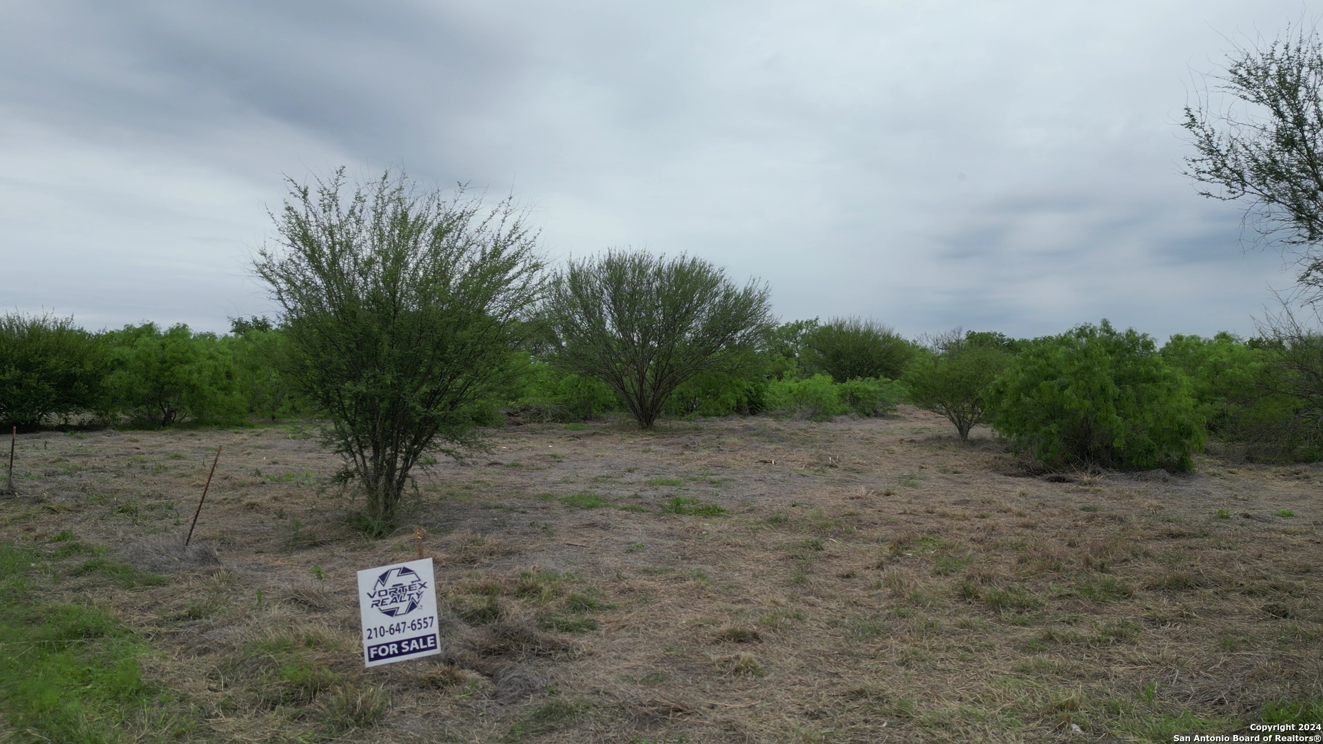 a view of a dry yard with trees