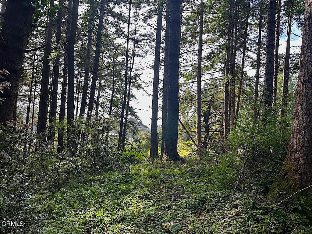 a view of outdoor space and green space