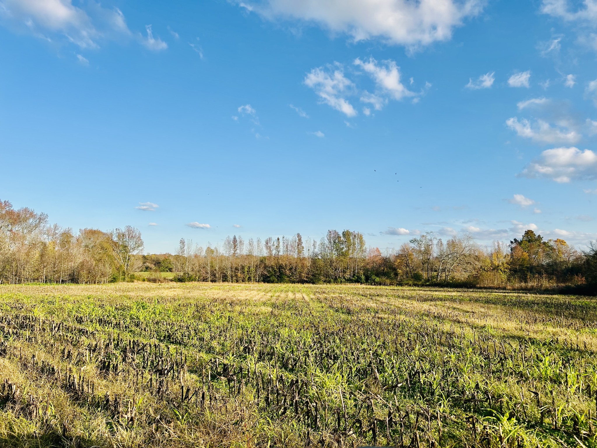 a view of a field with an ocean