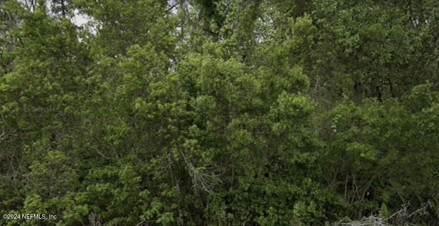 a view of a lush green forest