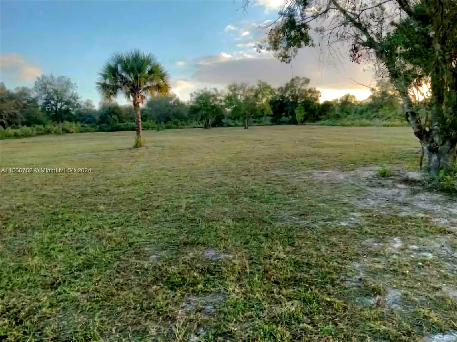 a view of a trees with a yard