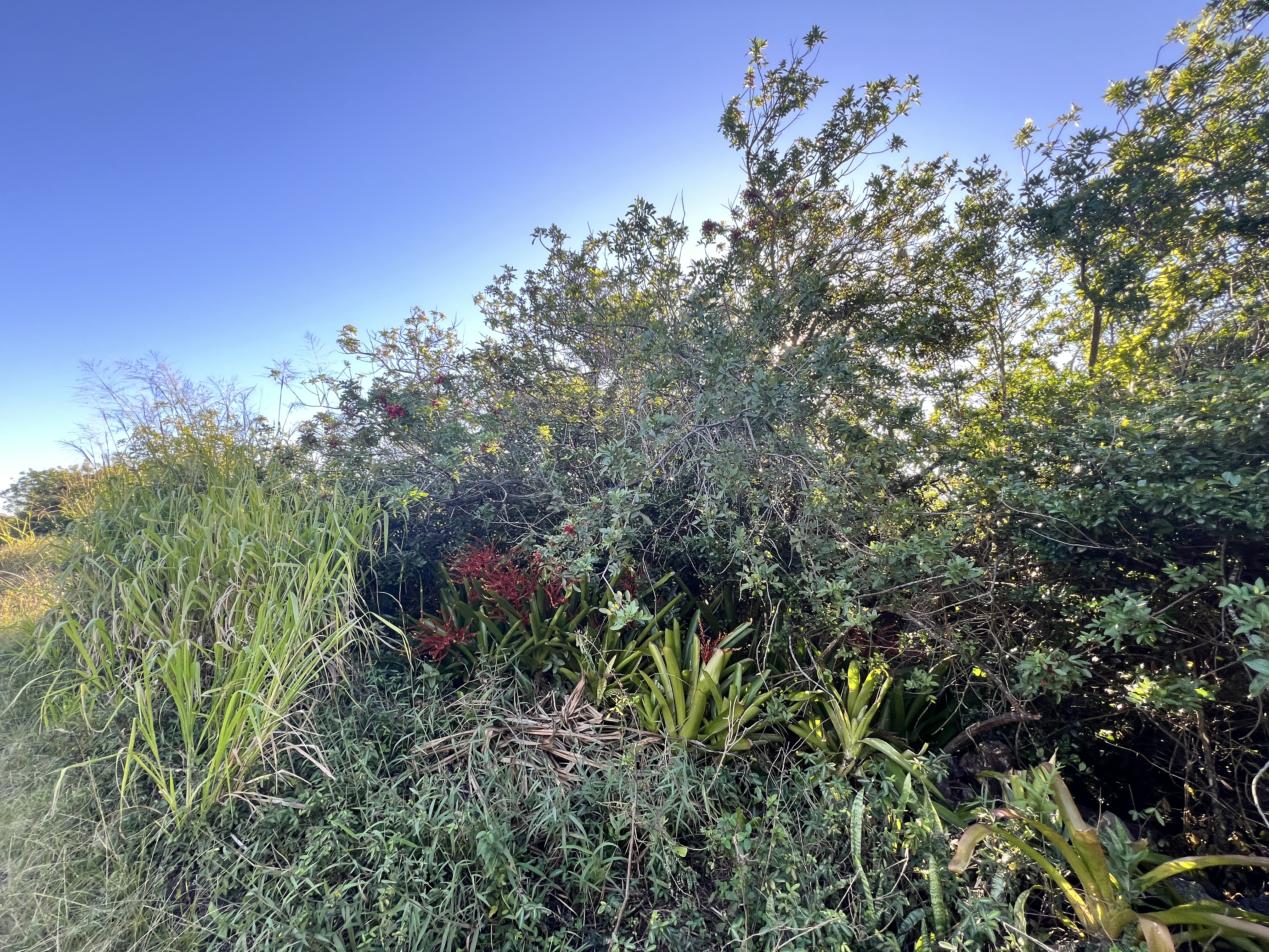 a view of a garden