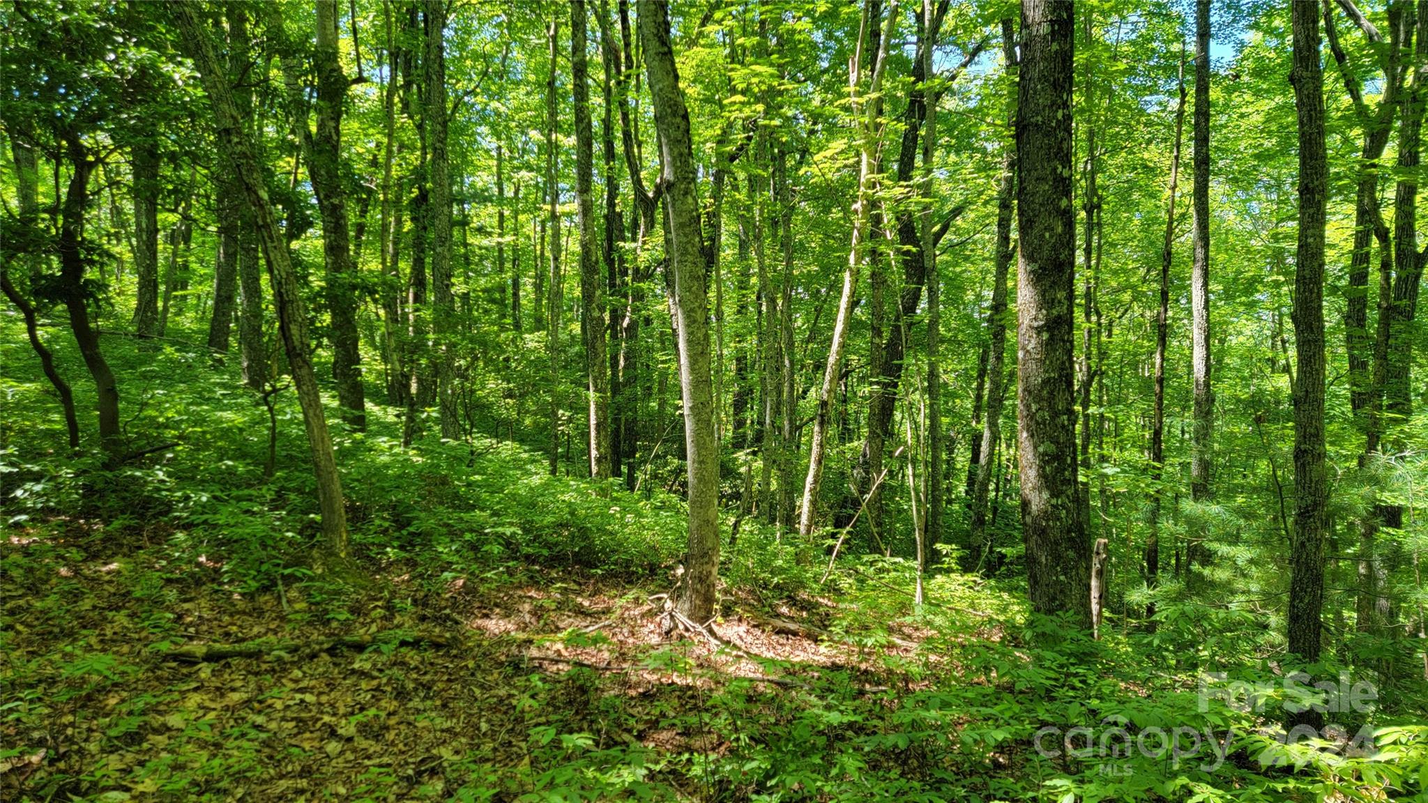 a view of a lush green forest