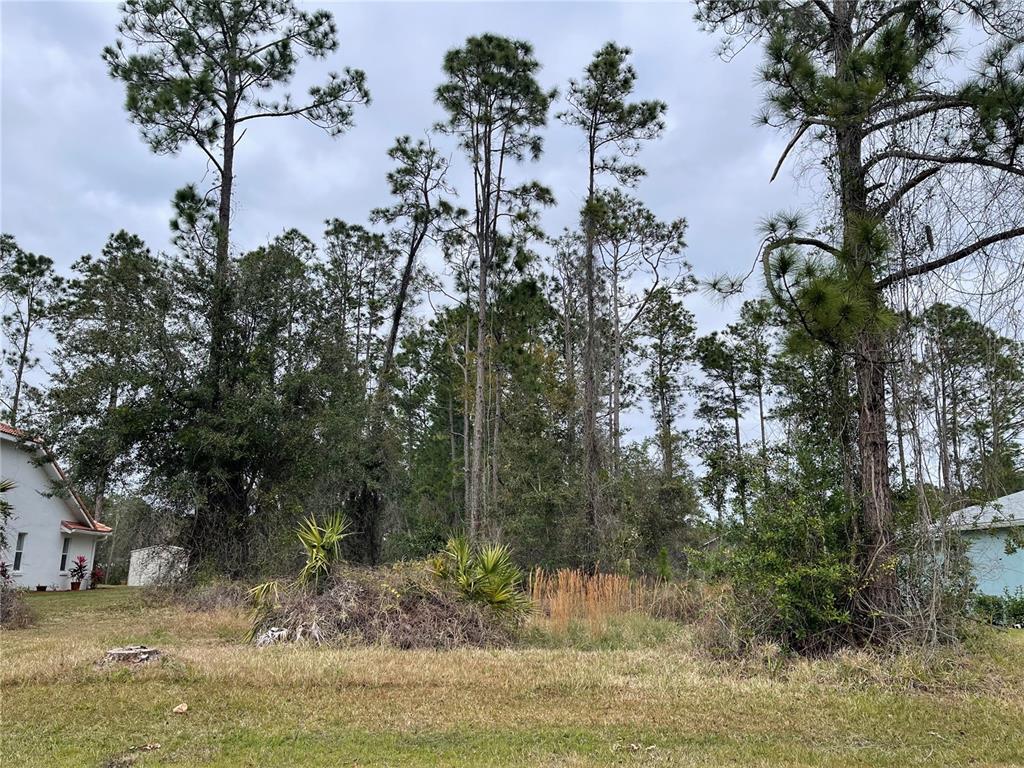 a view of a yard with a tree