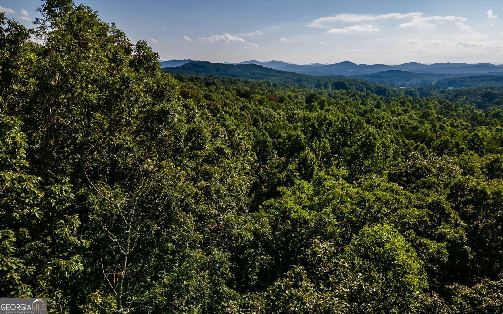 a view of a lush green forest with a mountain in the background