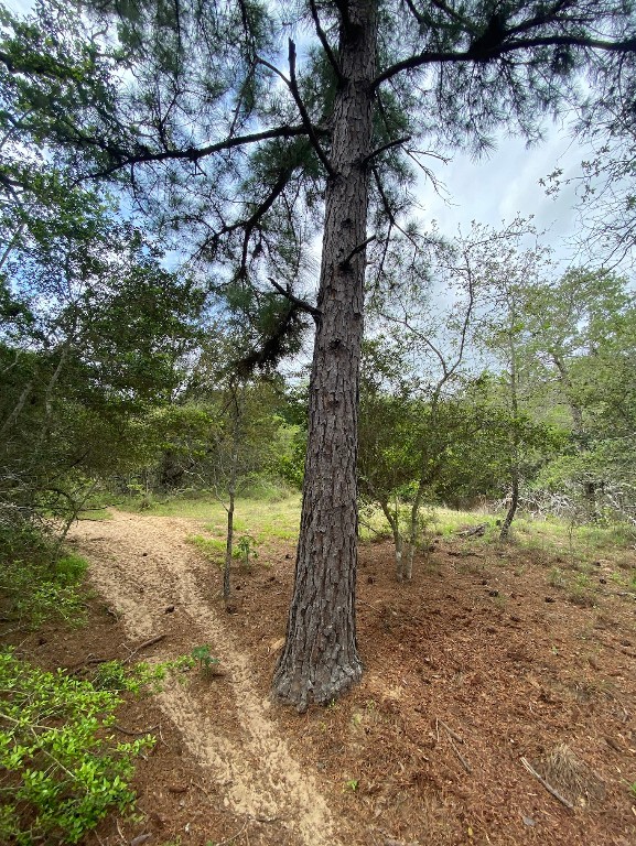 a view of a yard with a tree