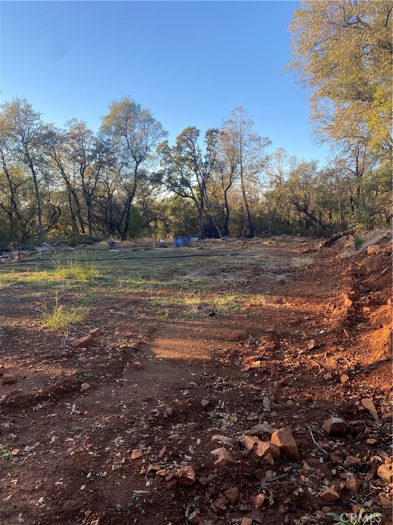 a view of a yard with a tree