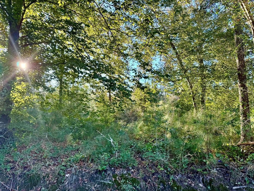 a view of a lush green forest