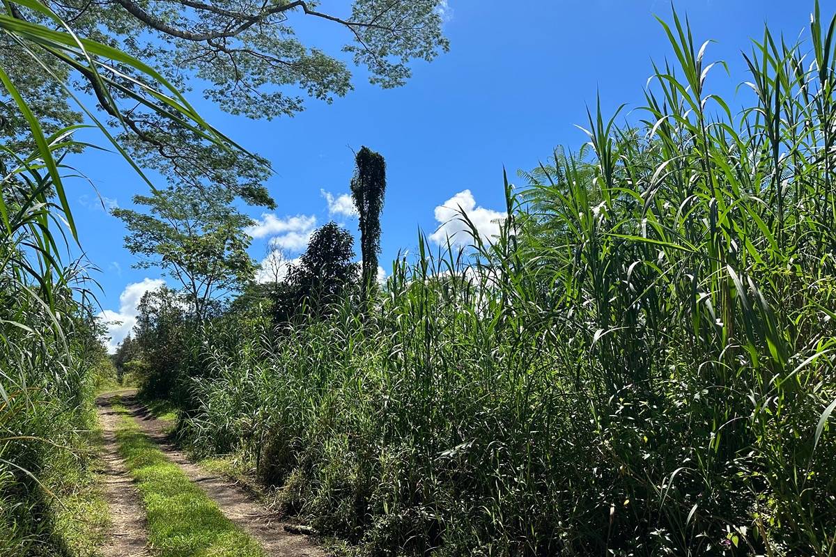 Just a few lots off pavement, this is looking towards paved Aina Pua here.