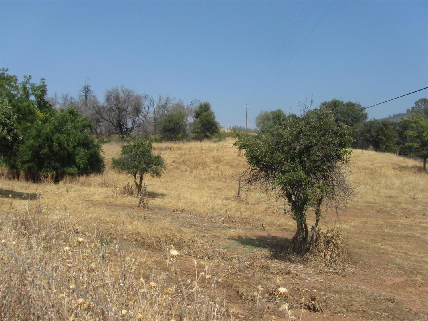 a view of a yard with a tree