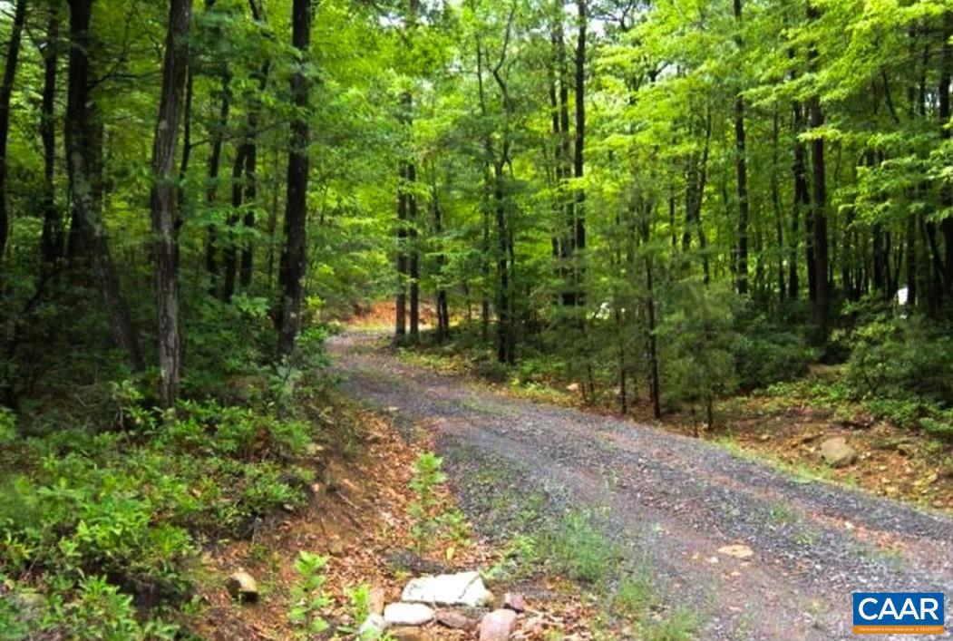 a view of a forest with trees