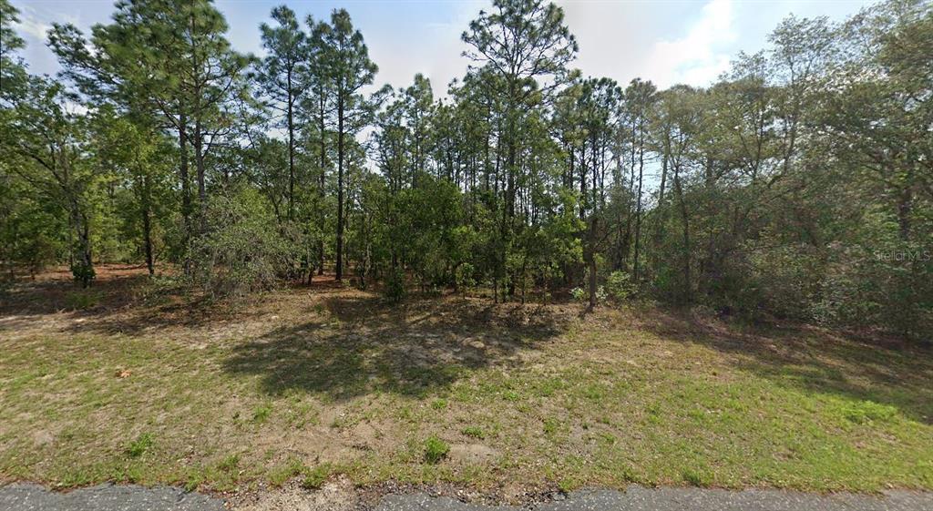 a view of a forest with trees in the background