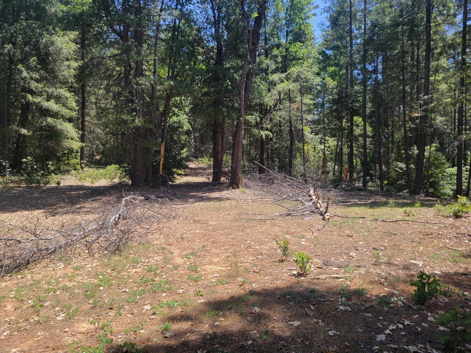 a view of outdoor space with trees