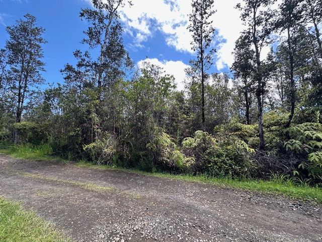 a view of a forest with trees