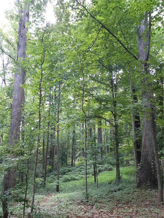 a view of a forest