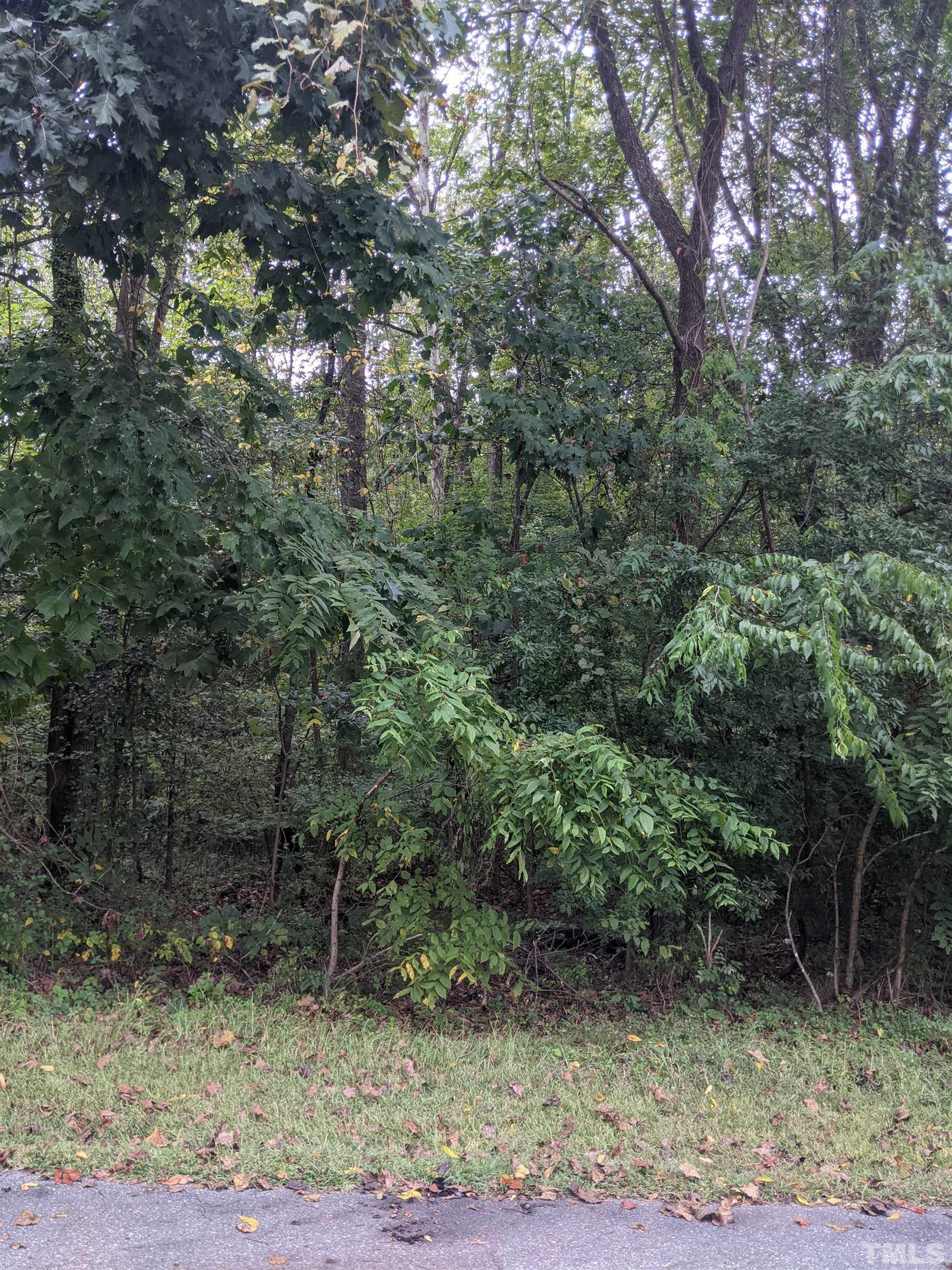 a view of a forest filled with trees