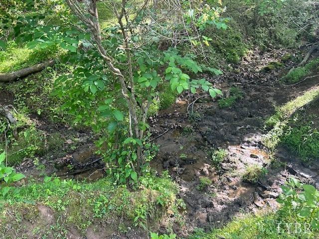 a view of a plants of a tree