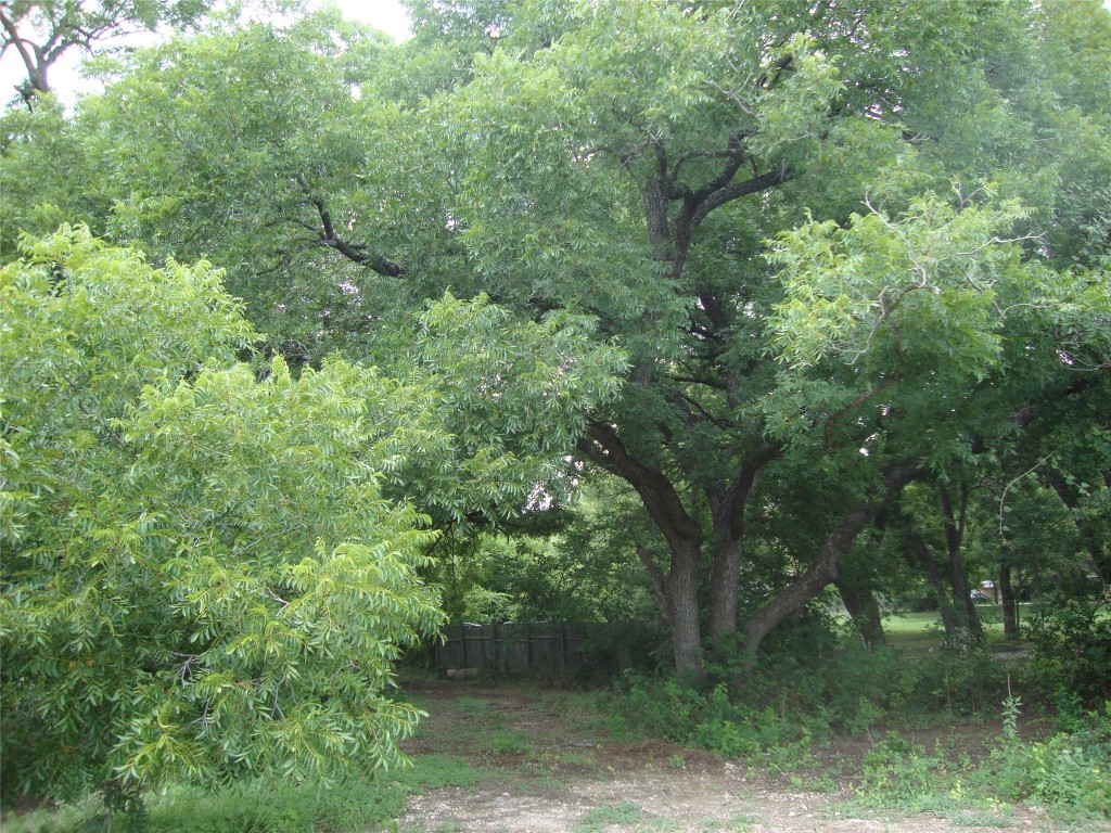 a view of a forest with trees in the background