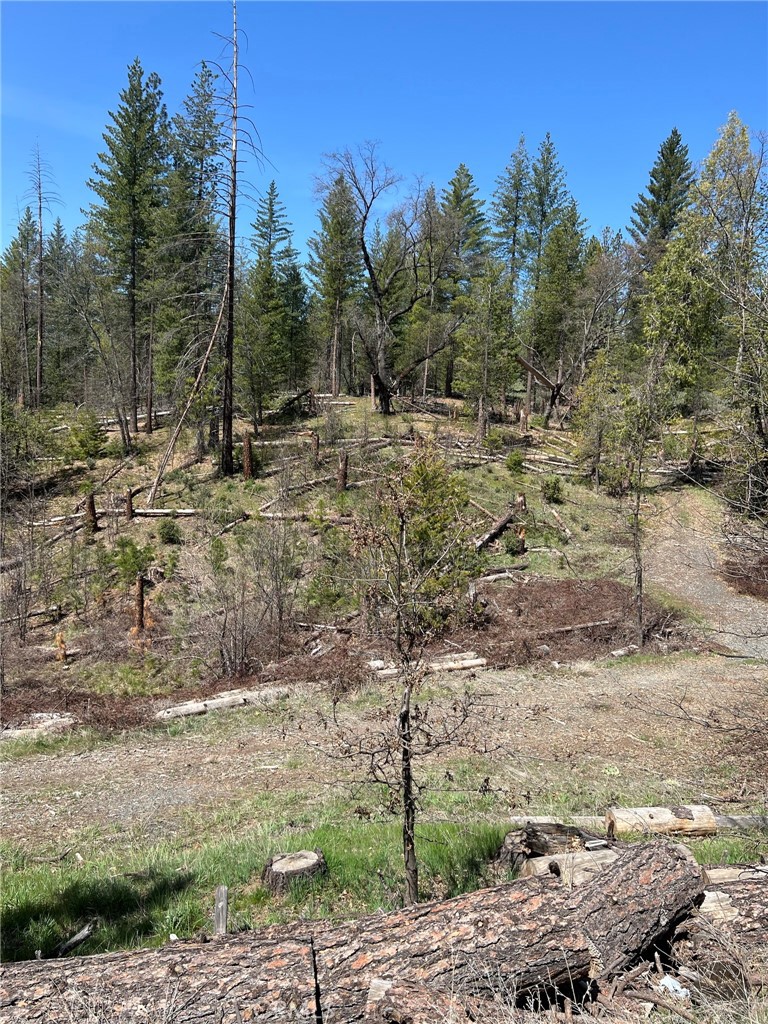 a view of a yard with trees in the background