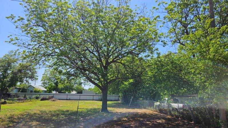 a view of a yard with a large trees