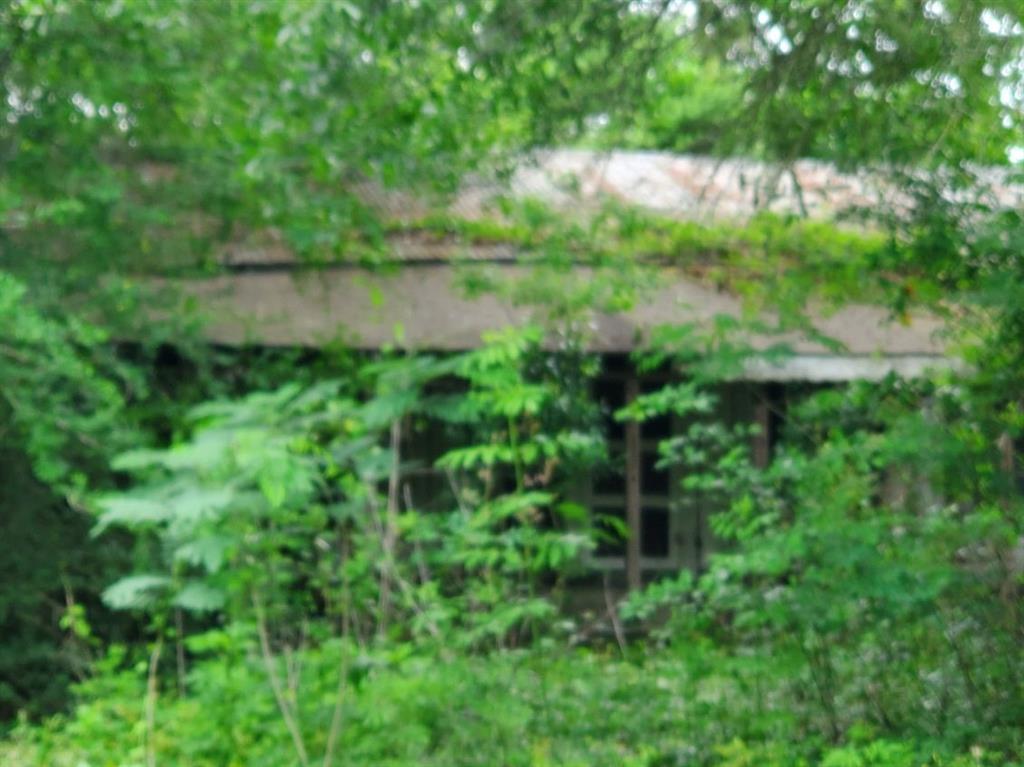 a view of a green yard with large trees