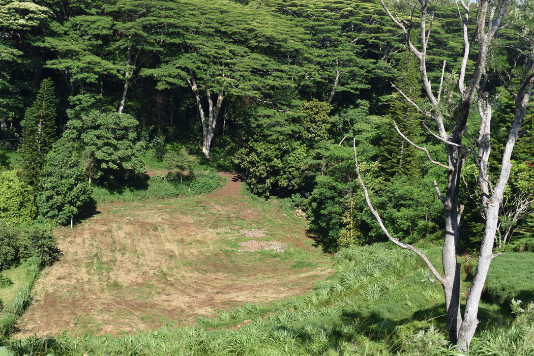 a view of backyard with green space