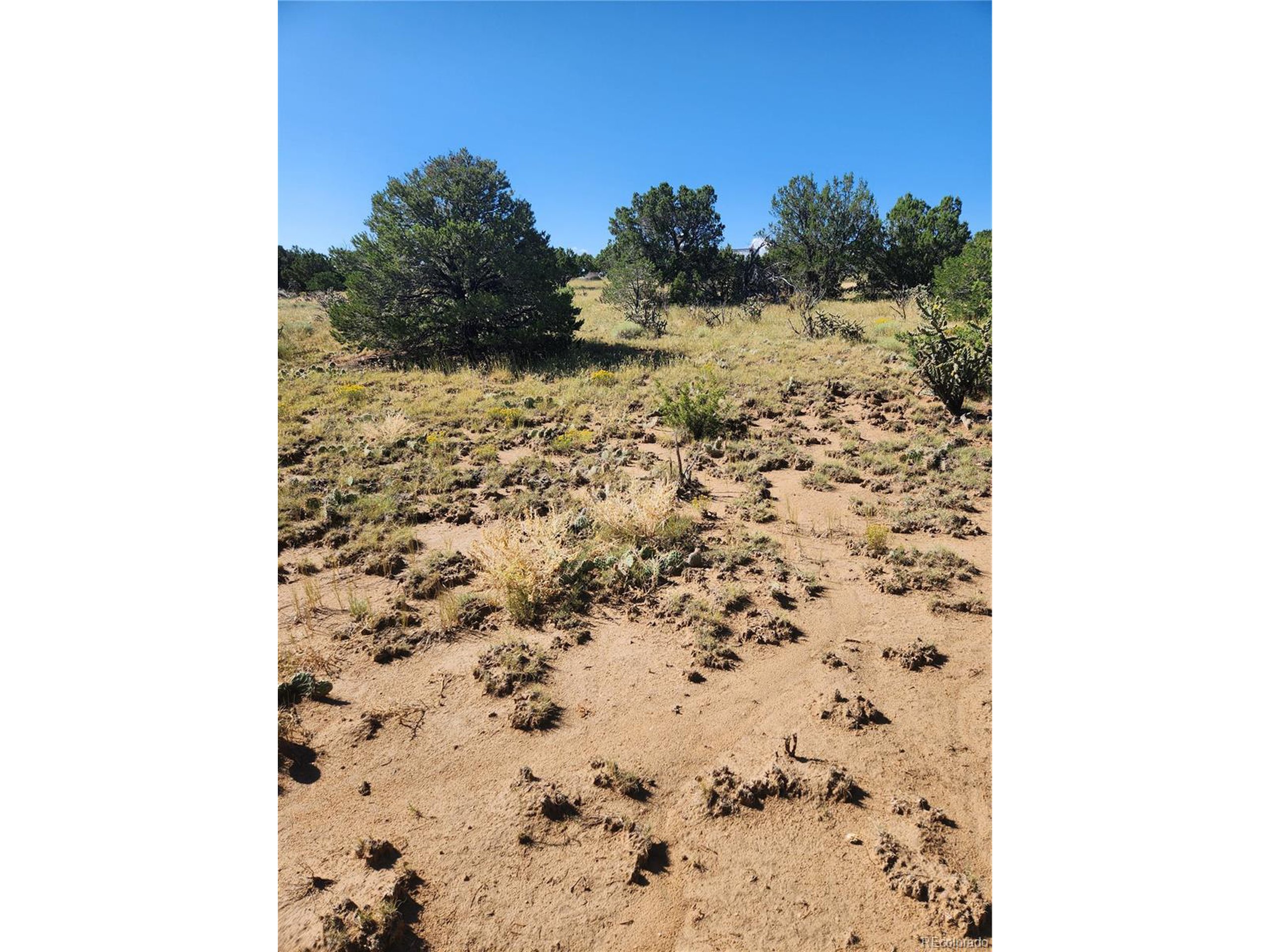 a view of a dry back yard