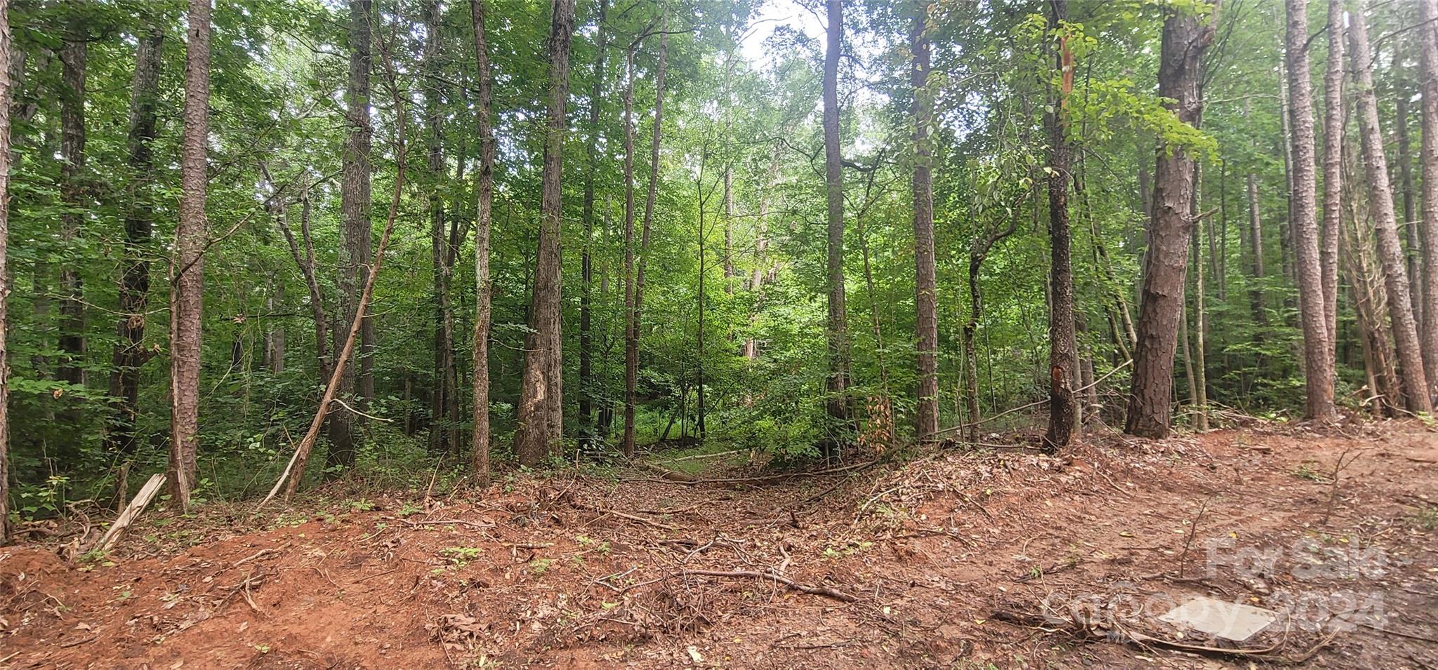 a view of a forest with lots of trees