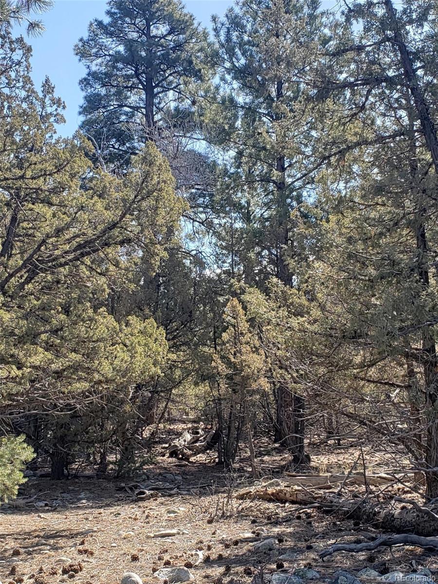 a view of a dry yard with trees