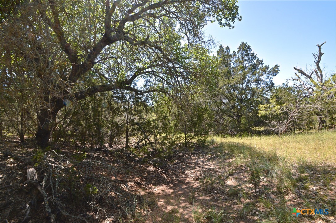 a view of a yard with a tree