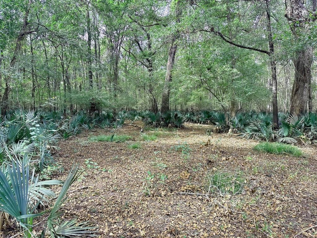 a view of outdoor space and green space