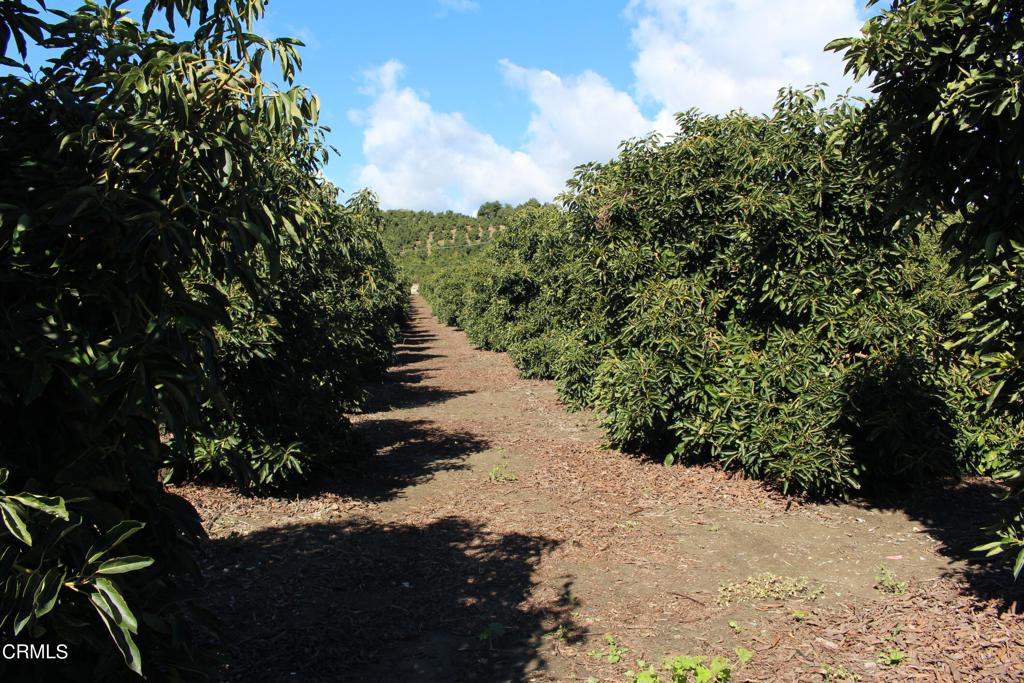 a view of a pathway with a tree