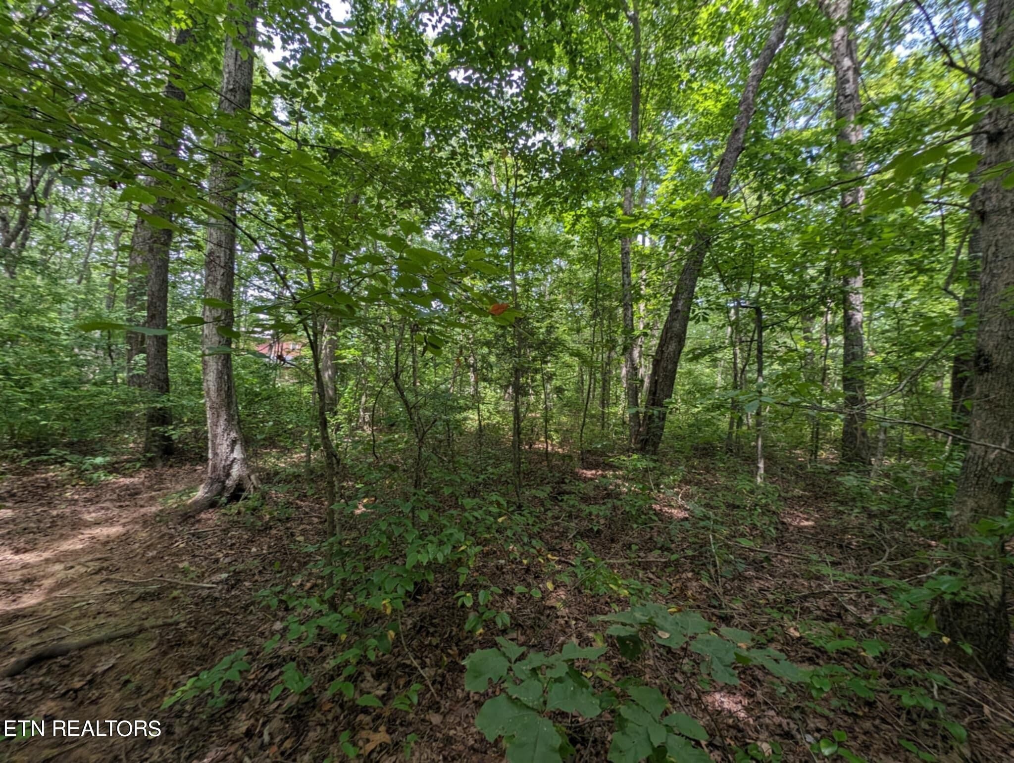 a view of a forest with trees in the background