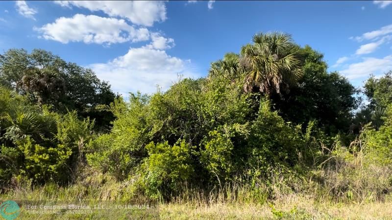 a view of a bunch of trees and bushes