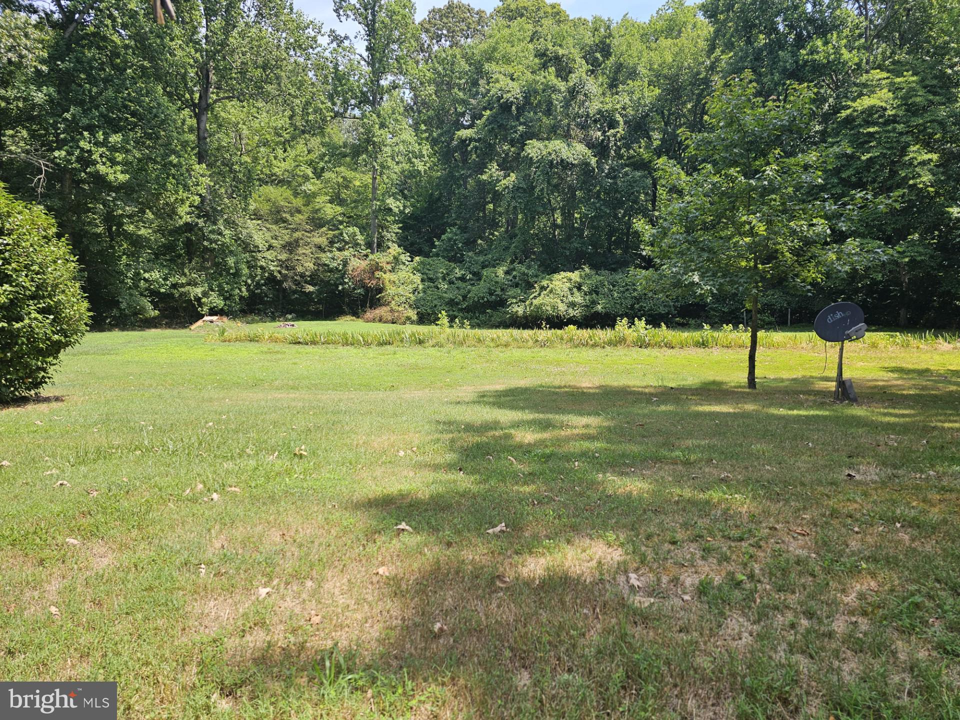 a view of an trees in a yard