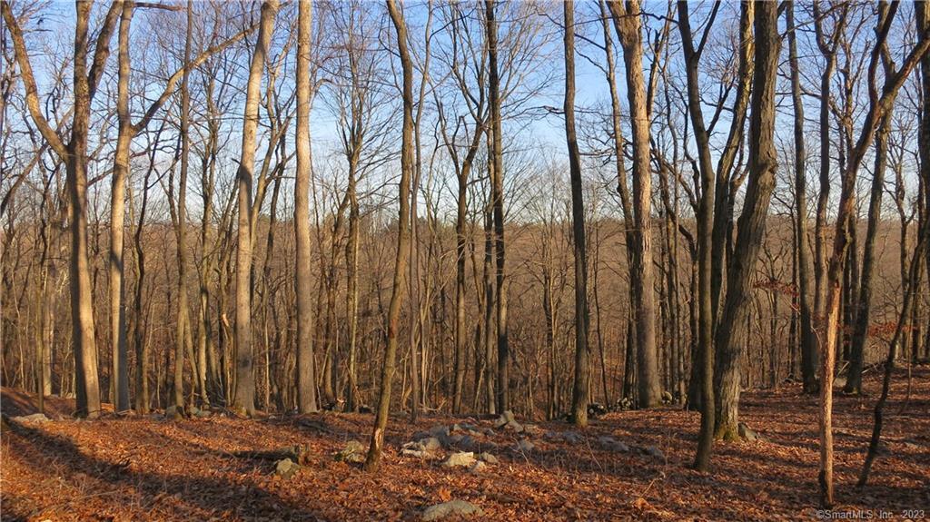 a view of lots of trees