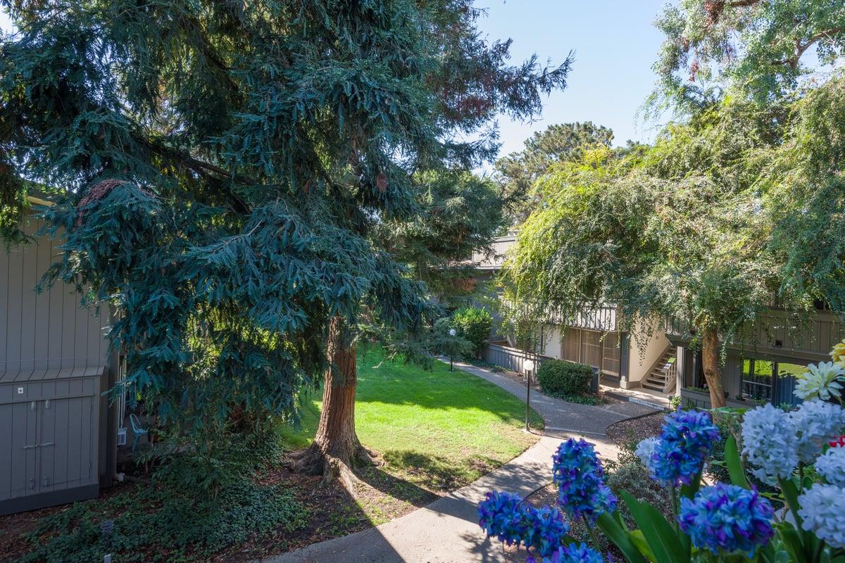 a view of a garden with plants and large trees