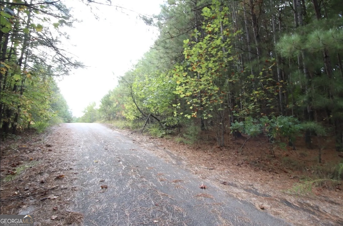 a view of a forest with trees in the background